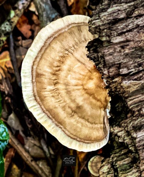 suaveolens are potential candidates for the further development of new anti-inflammatory lead drugs or natural healthy foods. . Trametes cubensis medicinal